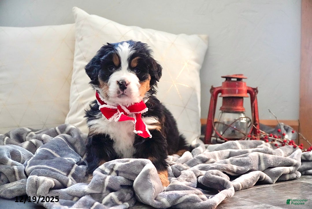 Bernese Mountain Dog dogs for sale: Renee - Ad 4