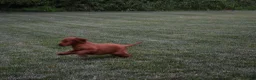 Irish Setter dogs for sale: Buddy - Ad 3