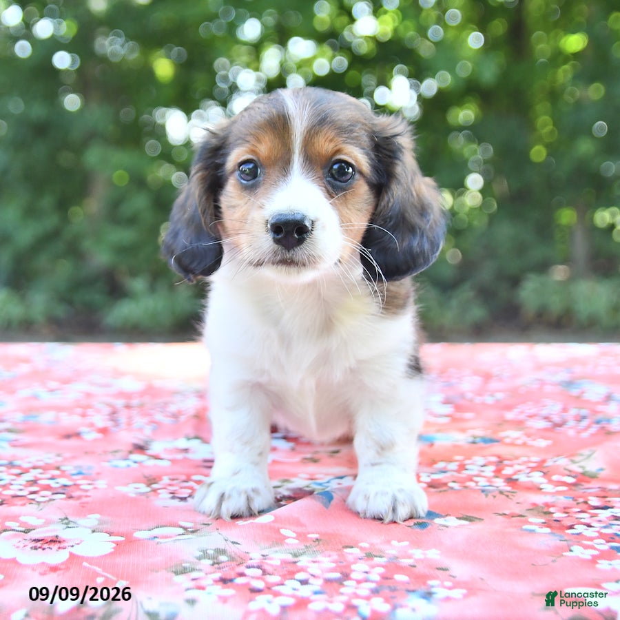 Mixed Breed dogs Duke - Ad 1