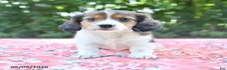 Mixed Breed dogs for sale: Duke - Ad 1