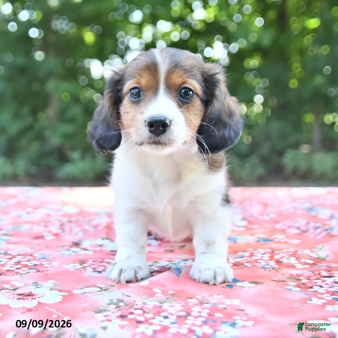 Mixed Breed dogs for sale: Duke - Ad 1