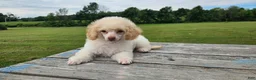 Toy Poodle dogs for sale: Poppy - Ad 4
