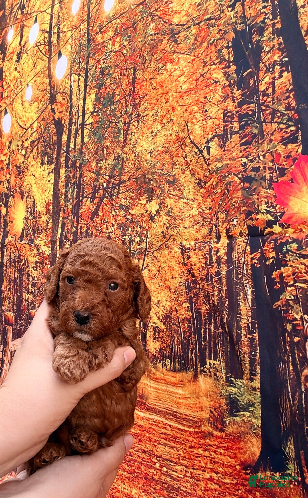 Mini Goldendoodle dogs for sale: Asher - Ad 11