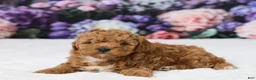 Miniature Poodle dogs for sale: Tommy - Ad 5