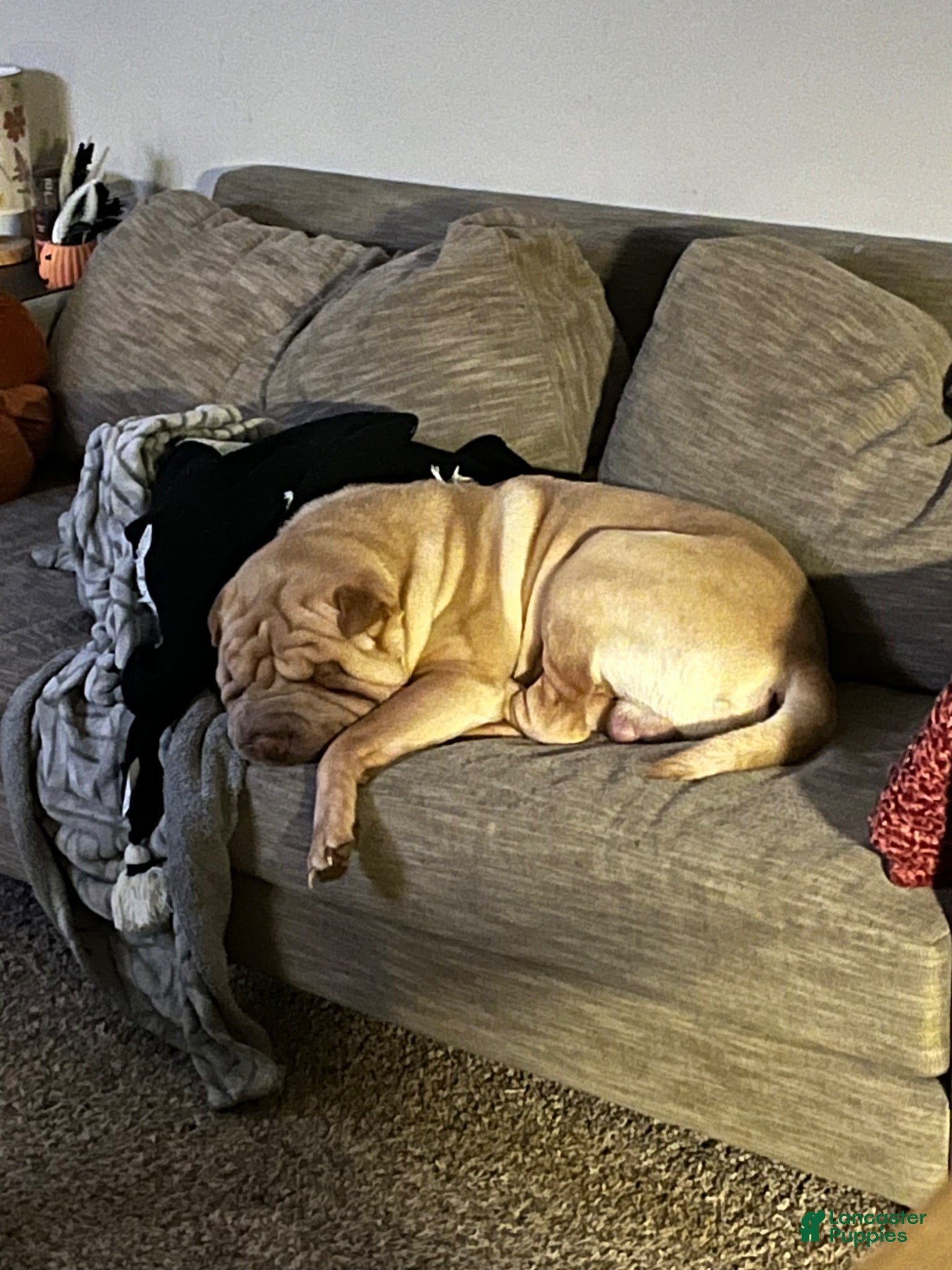 Shar Pei dogs Shar Pei Puppy 1 - Ad 1