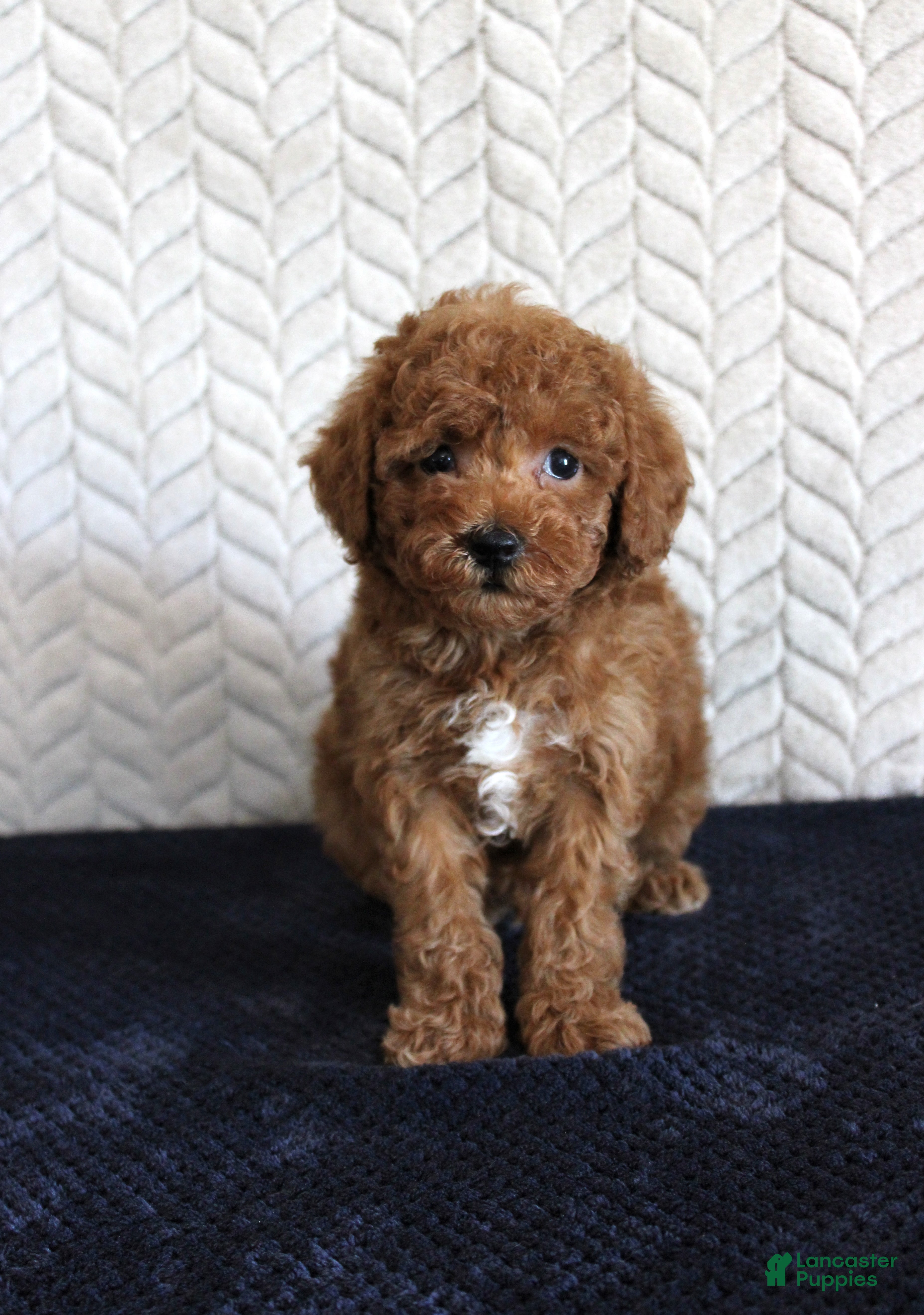 Toy Poodle dogs Sailor - Ad 38