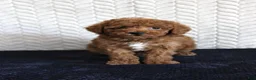 Toy Poodle dogs for sale: Sailor - Ad 1