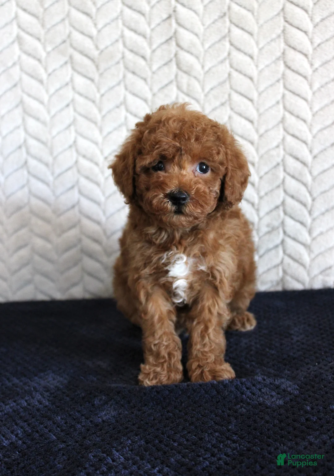 Toy Poodle dogs for sale: Sailor - Ad 1