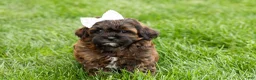 Shihpoo dogs for sale: Iva - Ad 2
