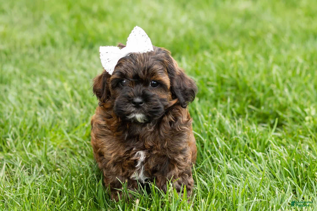 Shihpoo dogs for sale: Iva - Ad 2