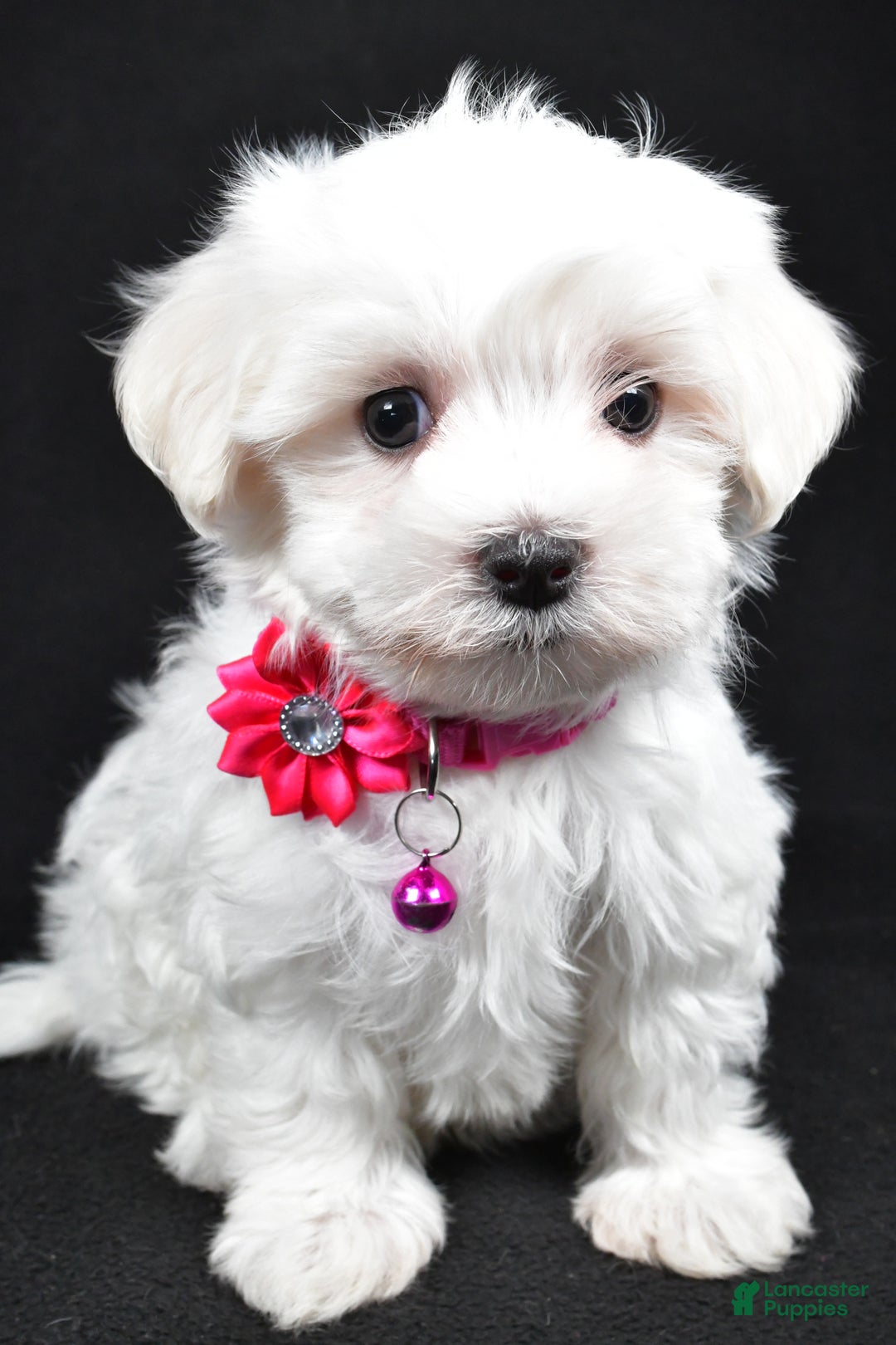 Maltese dogs for sale: Jill - Ad 7