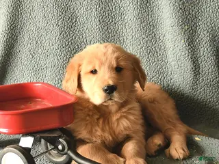 Golden Retriever dogs Kipper - Ad 11