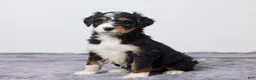 Bernedoodle dogs for sale: Kara - Ad 5