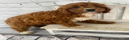 Cavapoo dogs for sale: Bentley - Ad 10