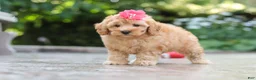 Schnoodle dogs for sale: Nora - Ad 3