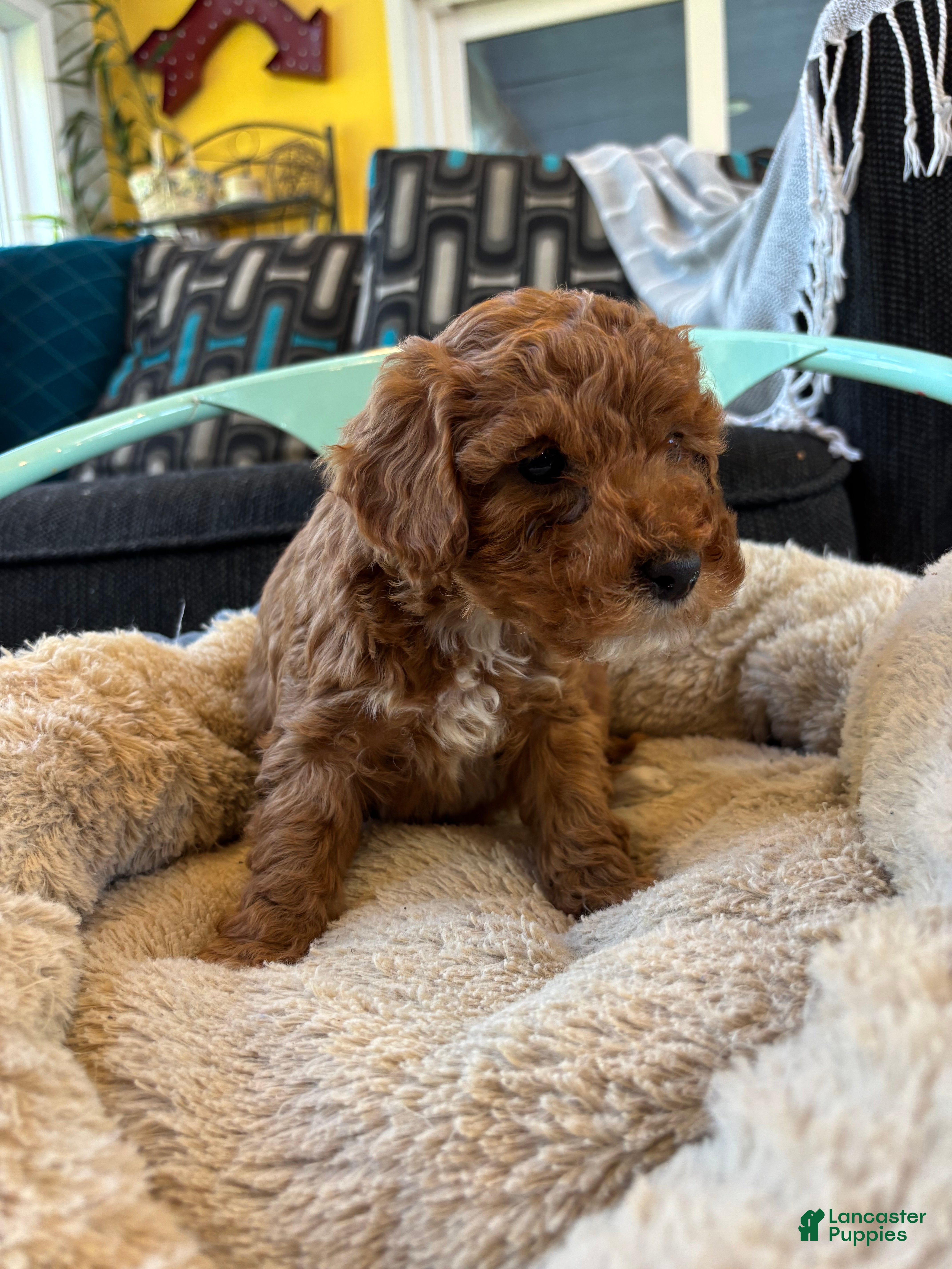 Cavapoo dogs Bobby - Ad 2