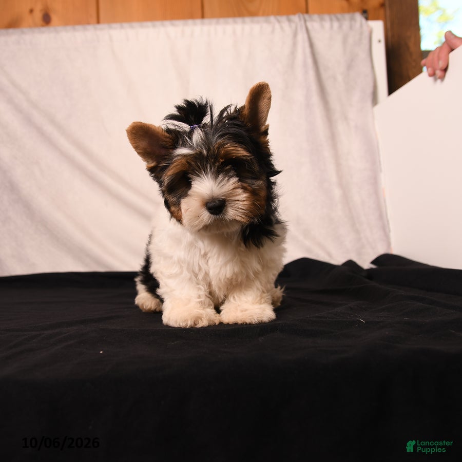 Biewer Terrier dogs Velvet  - Ad 2