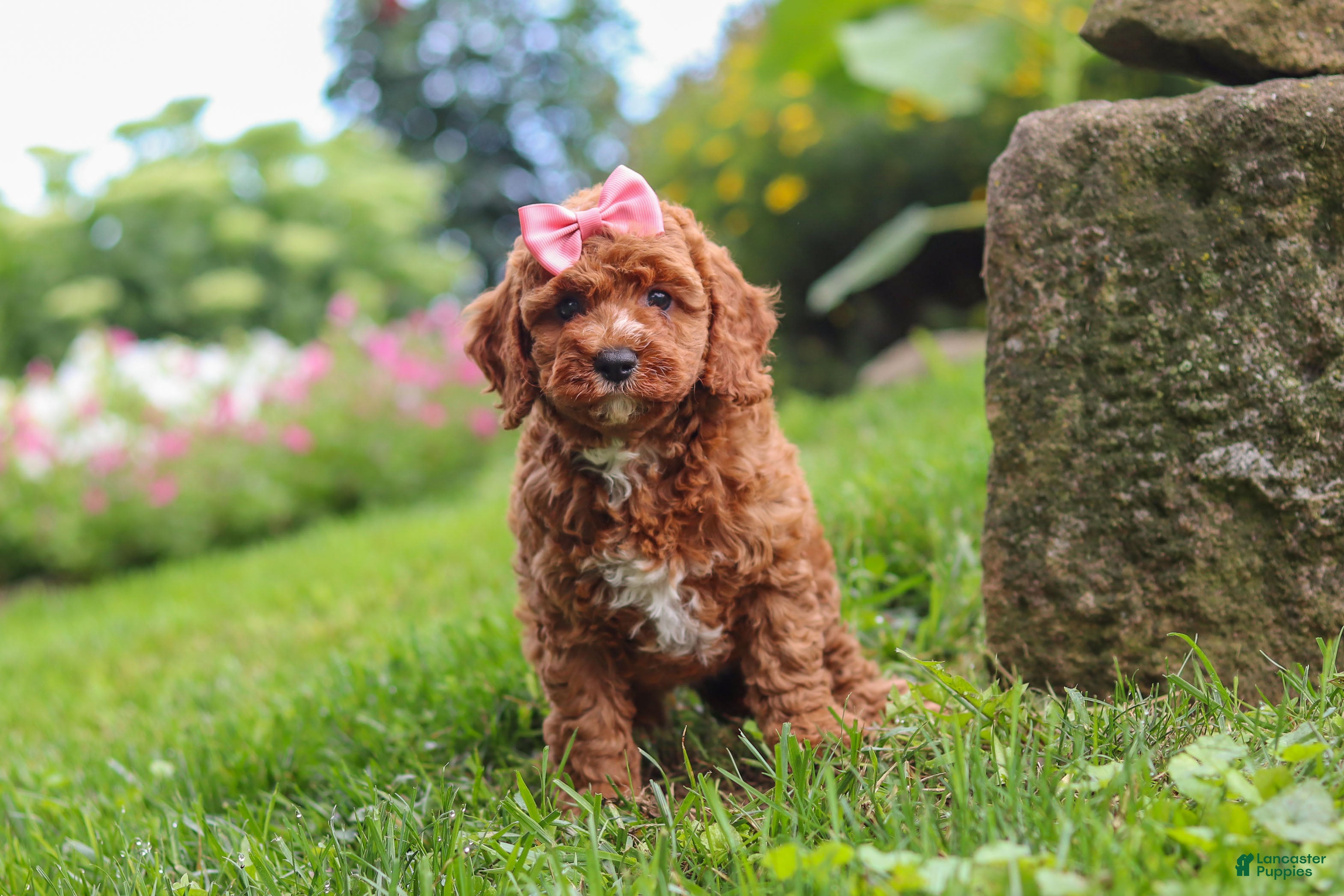 Cavapoo dogs Elowyn - Ad 1