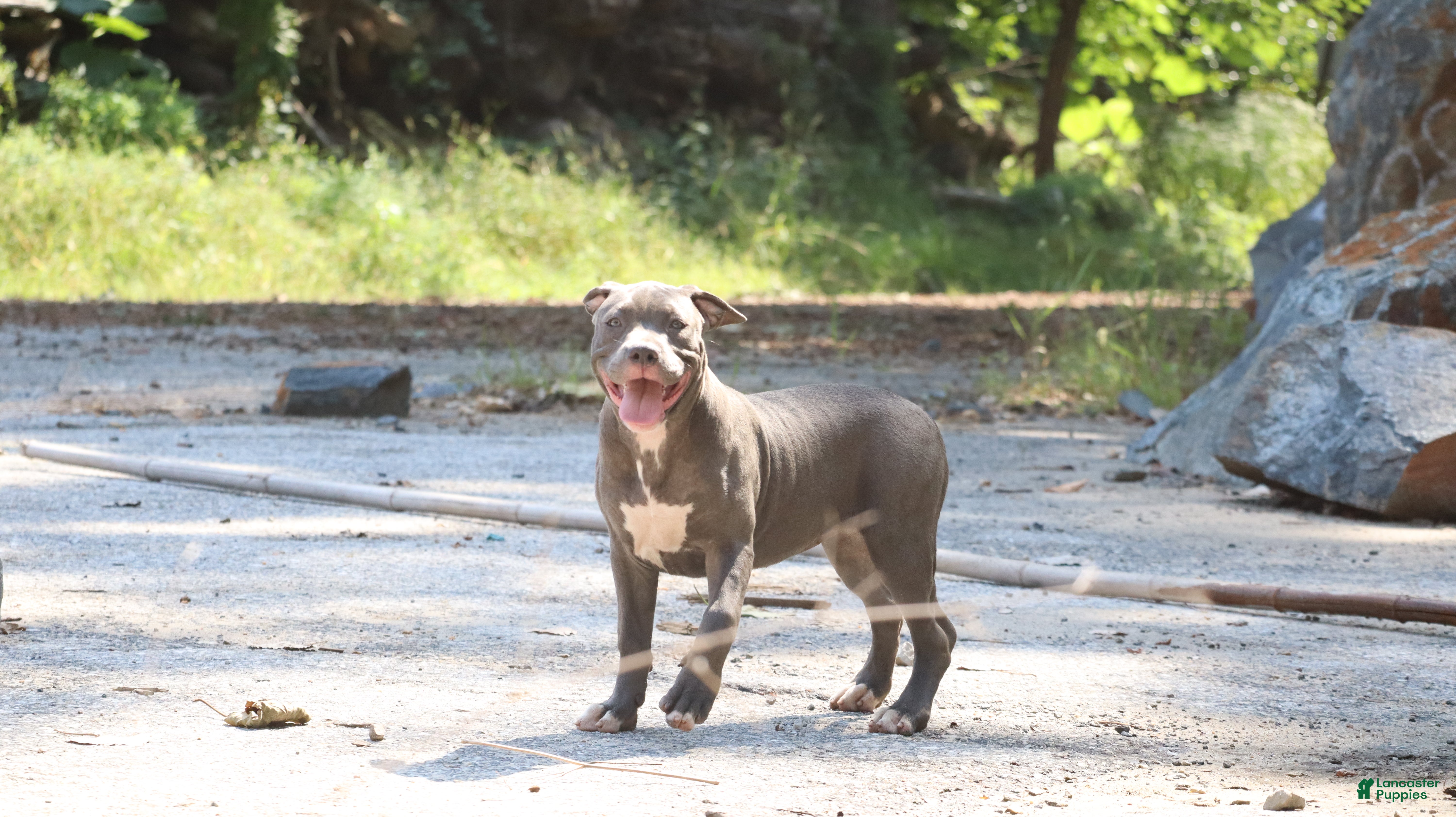 American Bully dogs Venus - Ad 2
