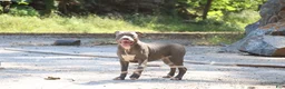 American Bully dogs for sale: Venus - Ad 2
