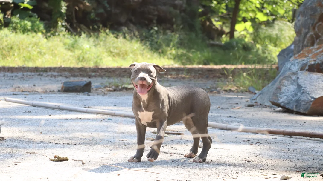 American Bully dogs for sale: Venus - Ad 2