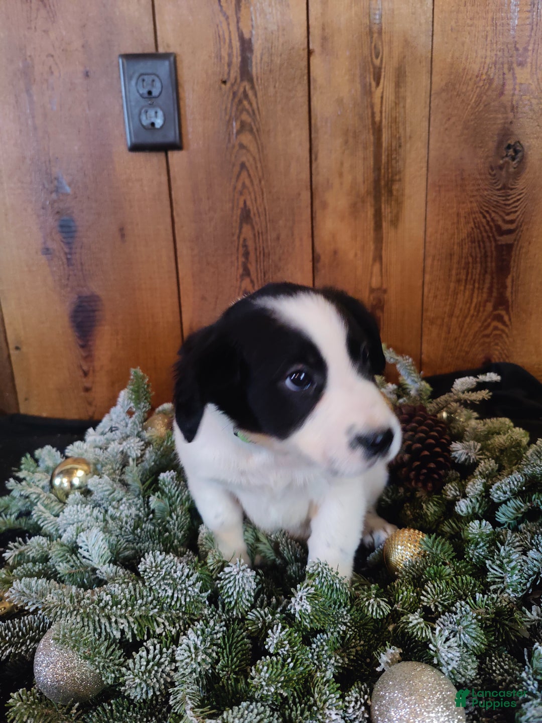 Mixed Breed dogs for sale: Betsy - Ad 3