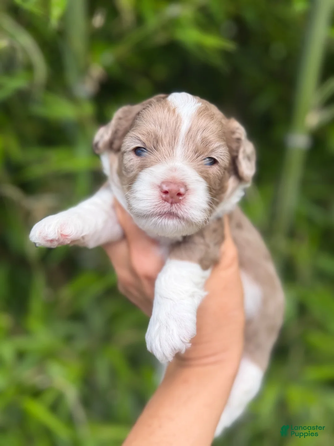 Cockapoo dogs for sale: Cockapoo 2 - Ad 1