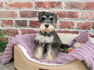 Miniature Schnauzer dogs Maria - Ad 19