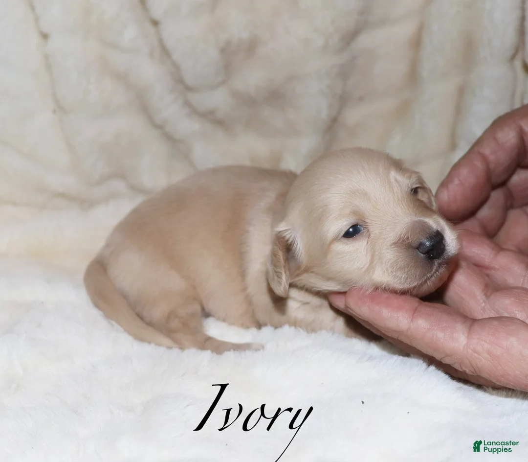 Dachshund dogs for sale: Ivory - Ad 5
