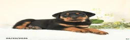 Rottweiler dogs for sale: Cody - Ad 4