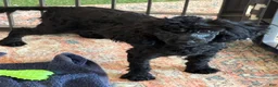 Toy Poodle dogs for sale: Lilly - Ad 4