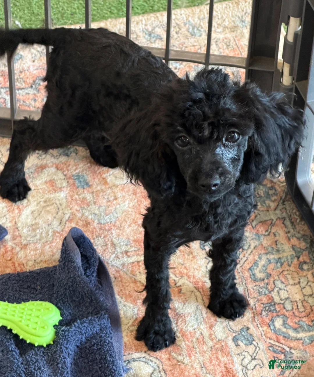 Toy Poodle dogs for sale: Lilly - Ad 4