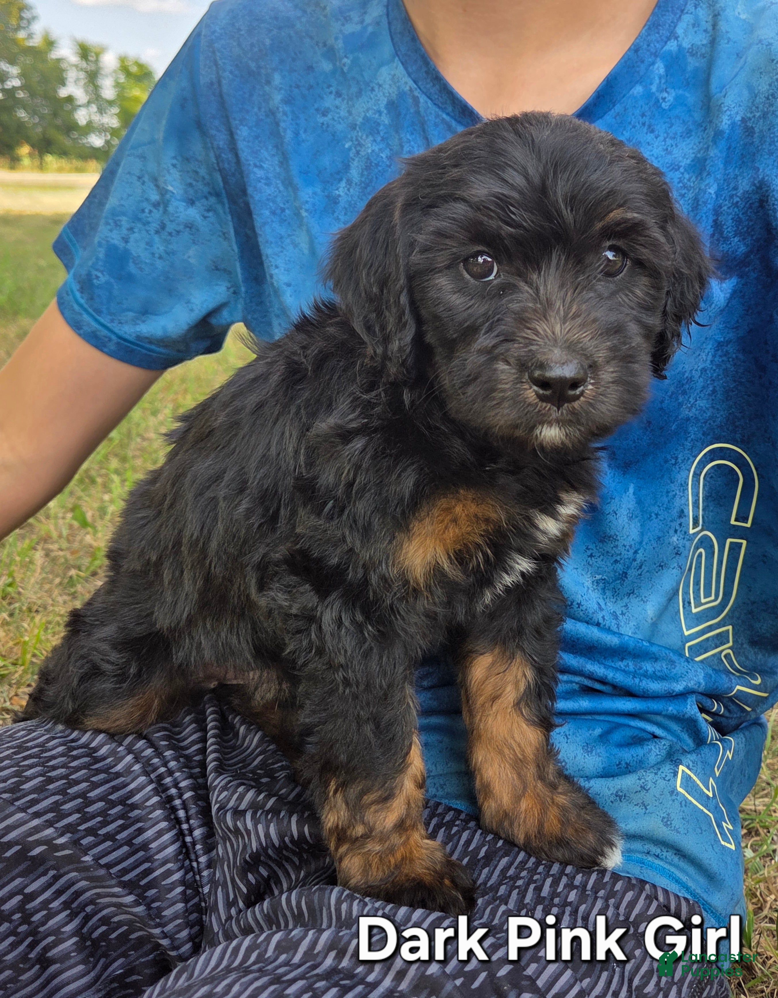 Bernedoodle dogs for sale: Dark Pink girl - Ad 3