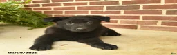 German Shepherd dogs for sale: Base  - Ad 4