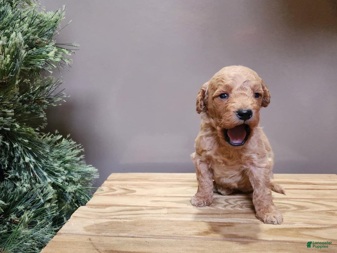 Mini Goldendoodle dogs for sale: Dover - Ad 14