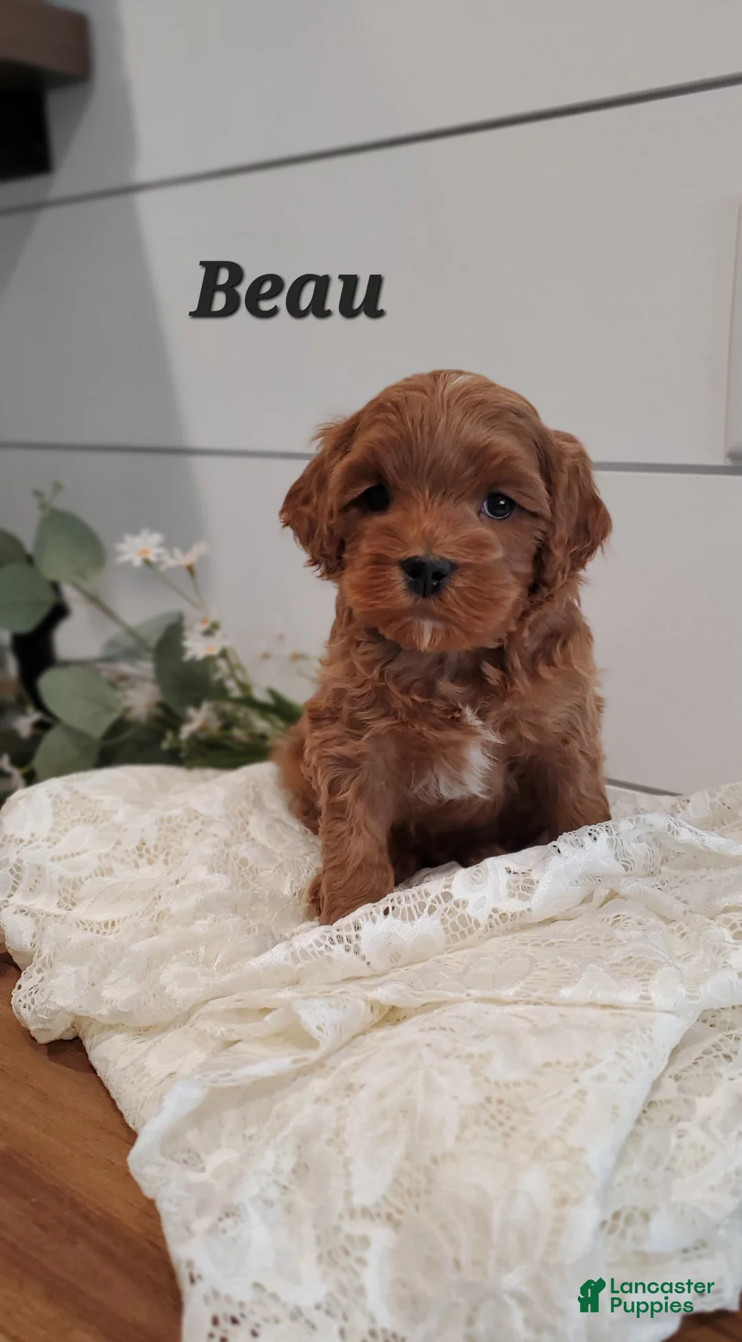 Cavapoo dogs for sale: Beau - Ad 1