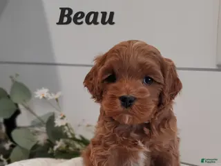 Cavapoo dogs for sale: Beau - Ad 3