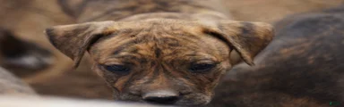 Bandogge Tiger Brindle F