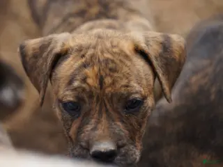 Mixed Breed dogs Bandogge Tiger Brindle F - Ad 26