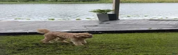 Goldendoodle dogs for sale: Waffle - Ad 23