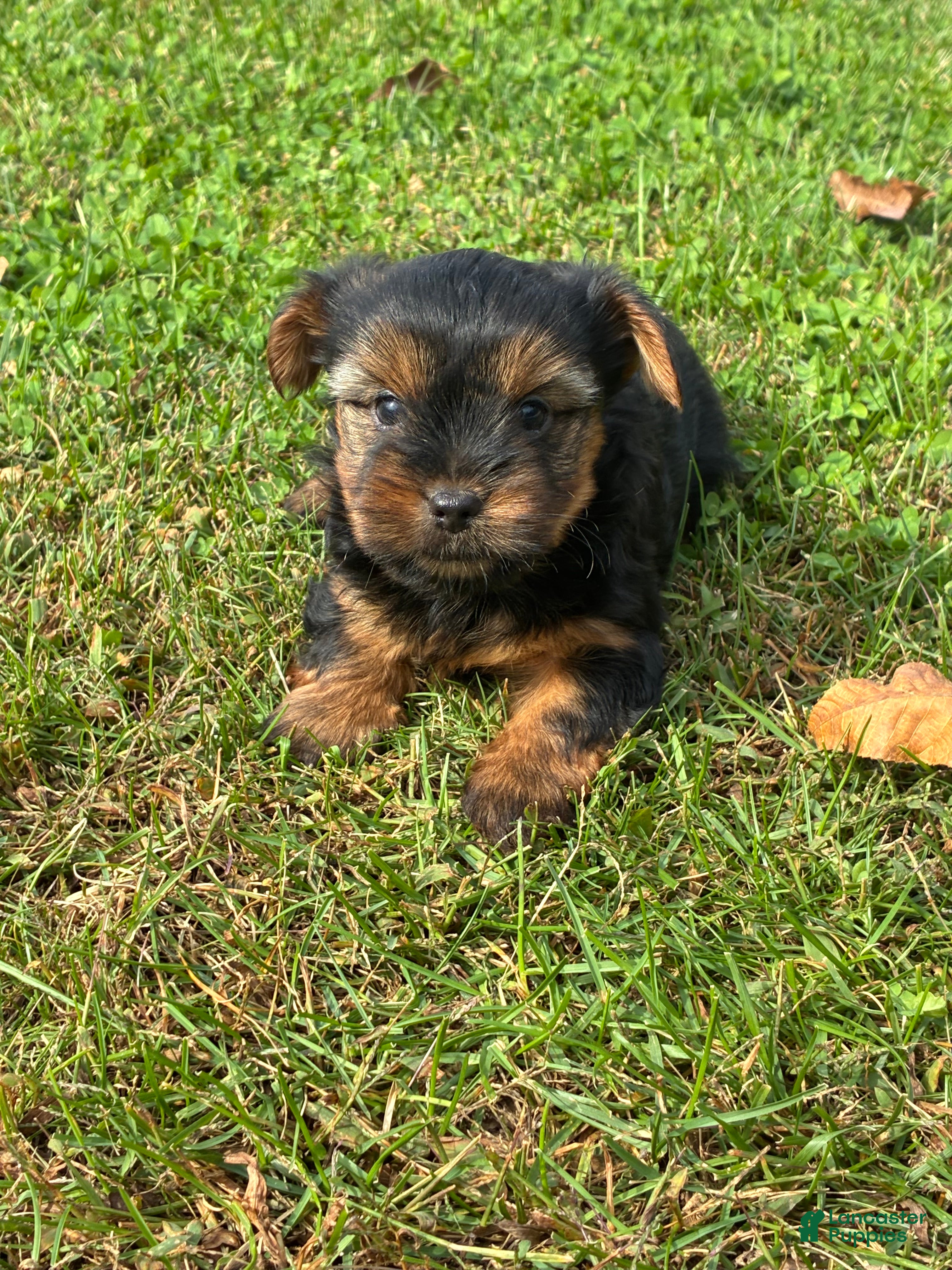 Yorkshire Terrier dogs Teddy - Ad 1