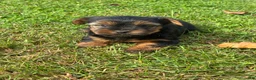 Yorkshire Terrier dogs for sale: Teddy - Ad 1