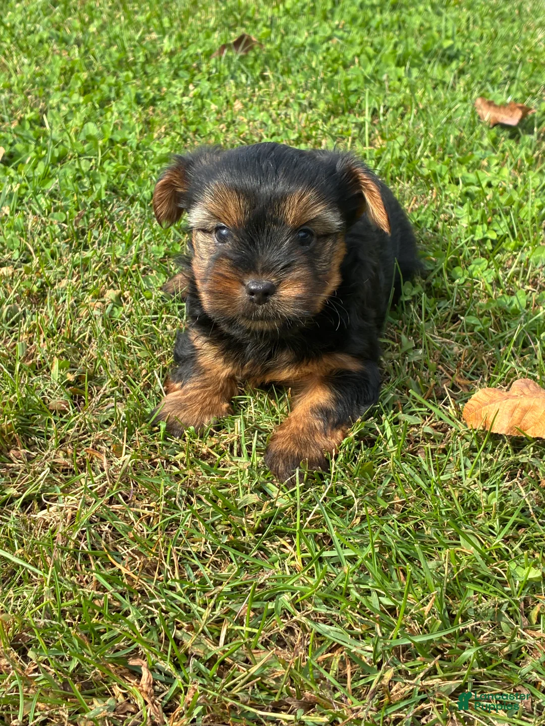 Yorkshire Terrier dogs for sale: Teddy - Ad 1