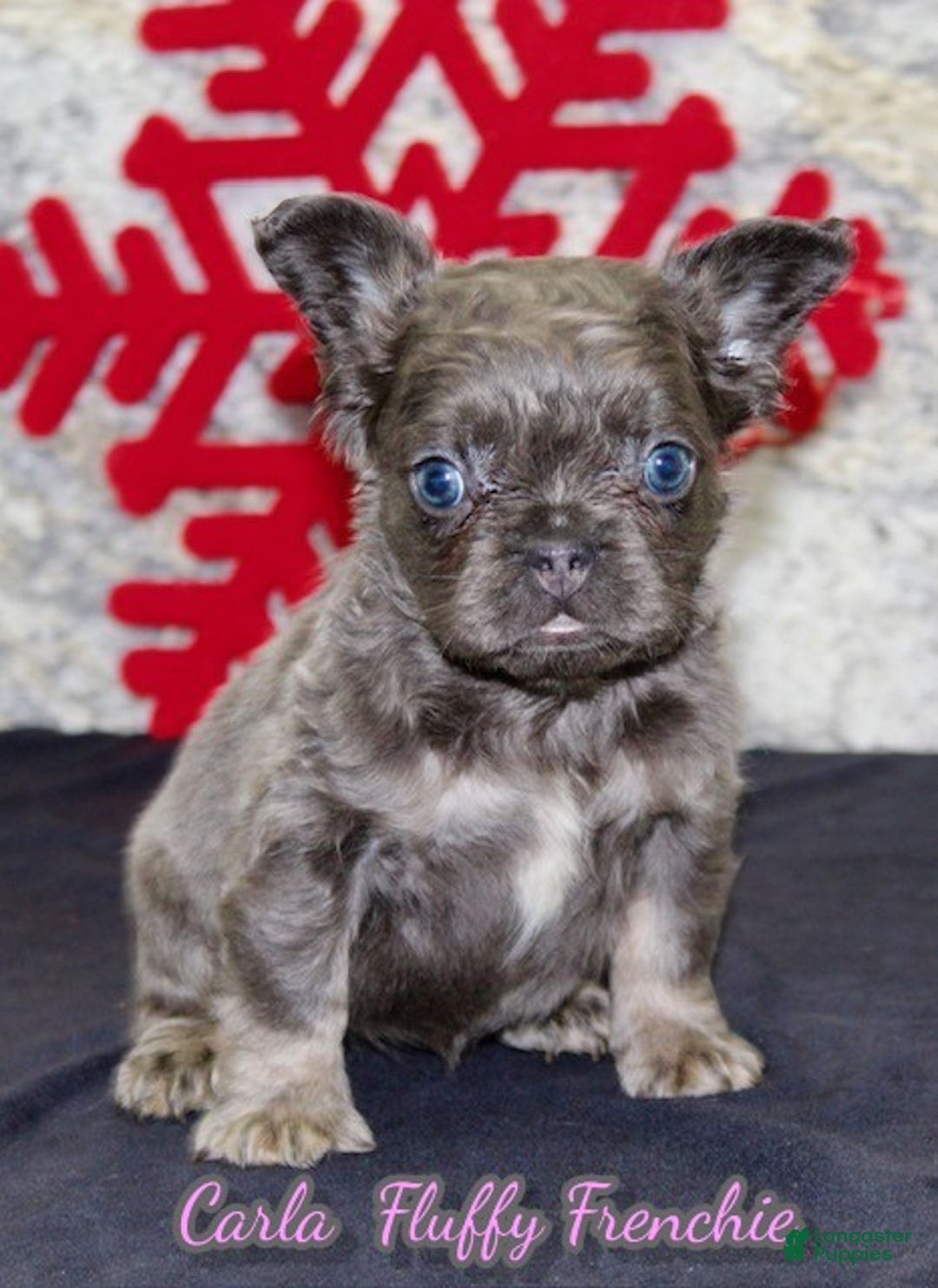 French Bulldog dogs for sale: Carla - Ad 1