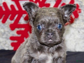 French Bulldog dogs Carla - Ad 22