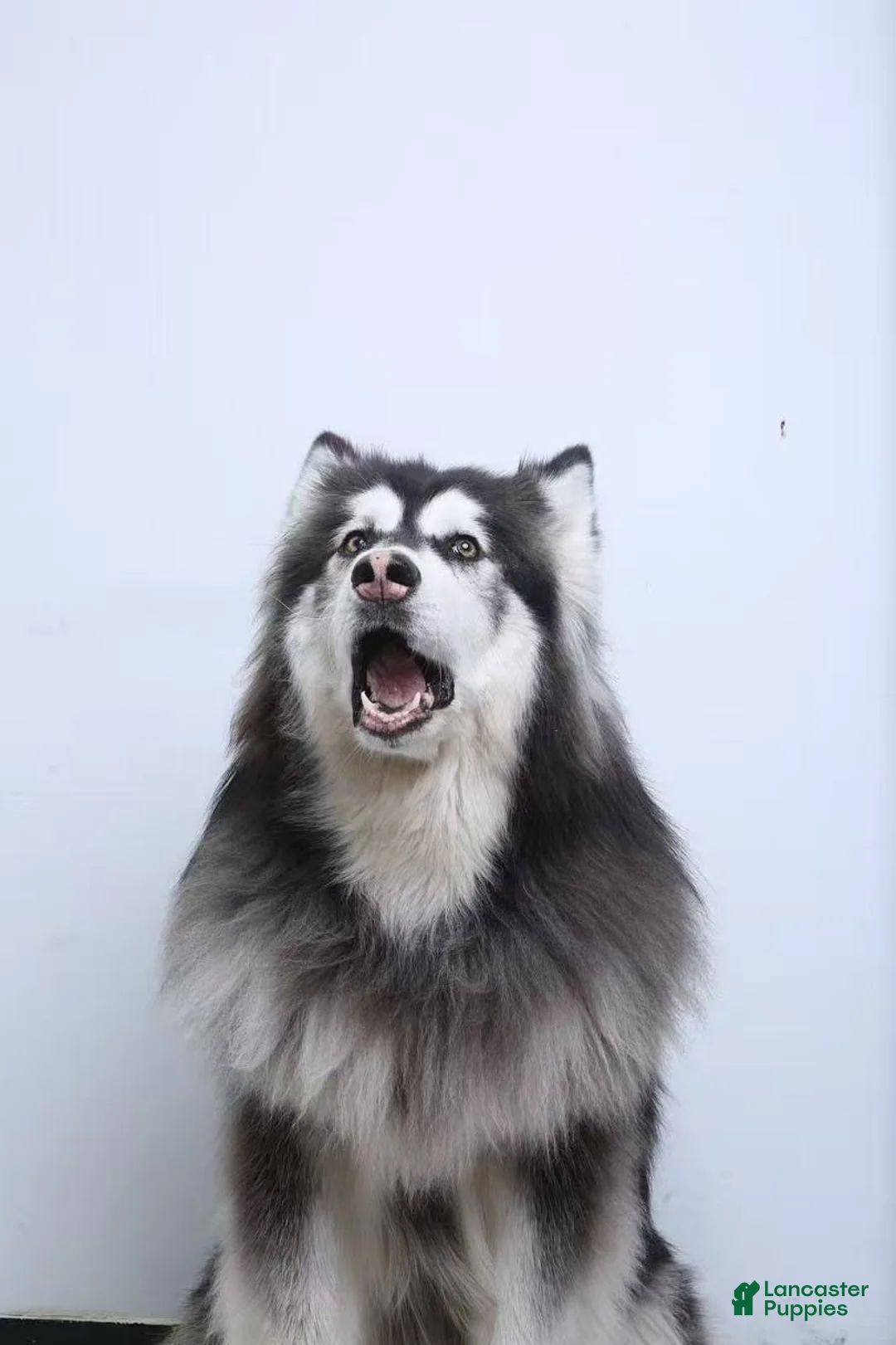 Alaskan Malamute dogs for sale: Coconut - Ad 14