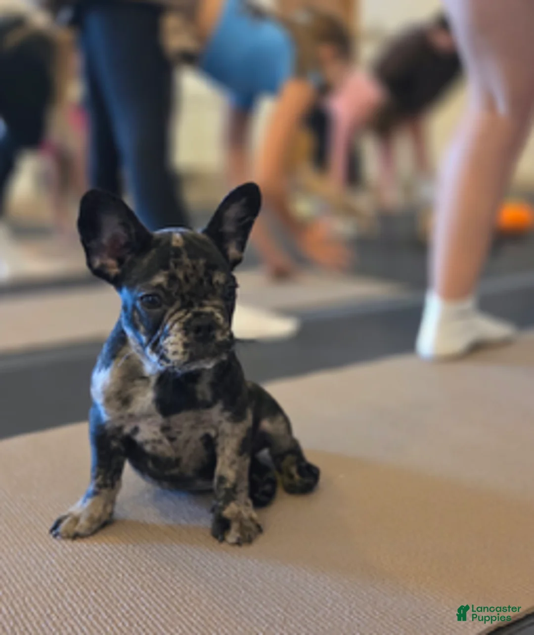 French Bulldog dogs for sale: Dolce - Ad 1