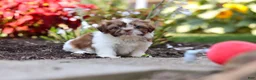 Shih Tzu dogs for sale: Juniper - Ad 5