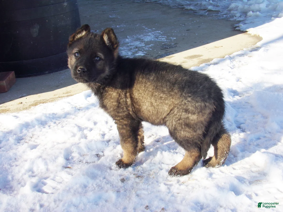 German Shepherd dogs for sale: Cora - Ad 2