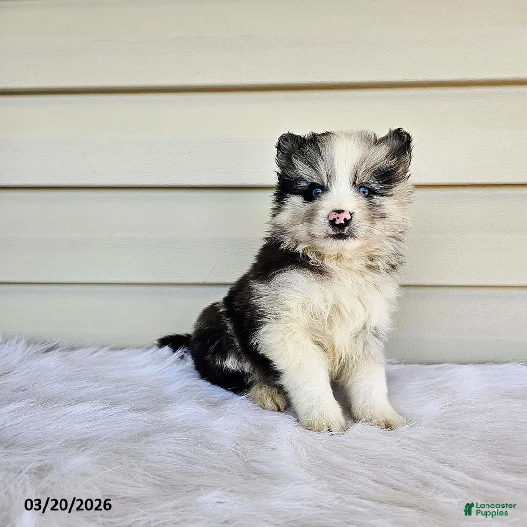 Pomsky dogs for sale: Landon - Ad 2